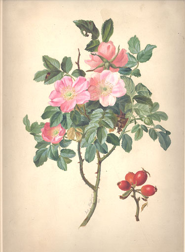 Hartinger - Rosa Canina